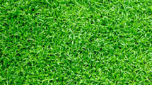 Best turf installer contractor Sydney, NSW