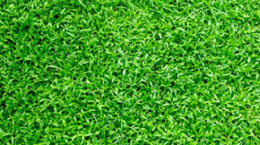 Best turf installer contractor Sydney, NSW