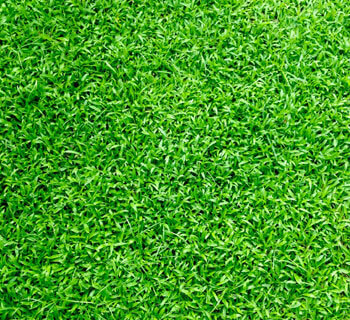 Best turf installer contractor Sydney, NSW